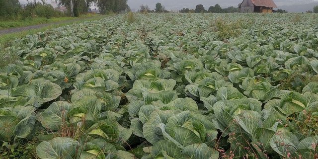 Kabis hat in der Schweiz eine lange Tradition. Während einiger Zeit nahm die Nachfrage ab, seit der Corona-Krise legte sie wieder zu. (Bild mg)
