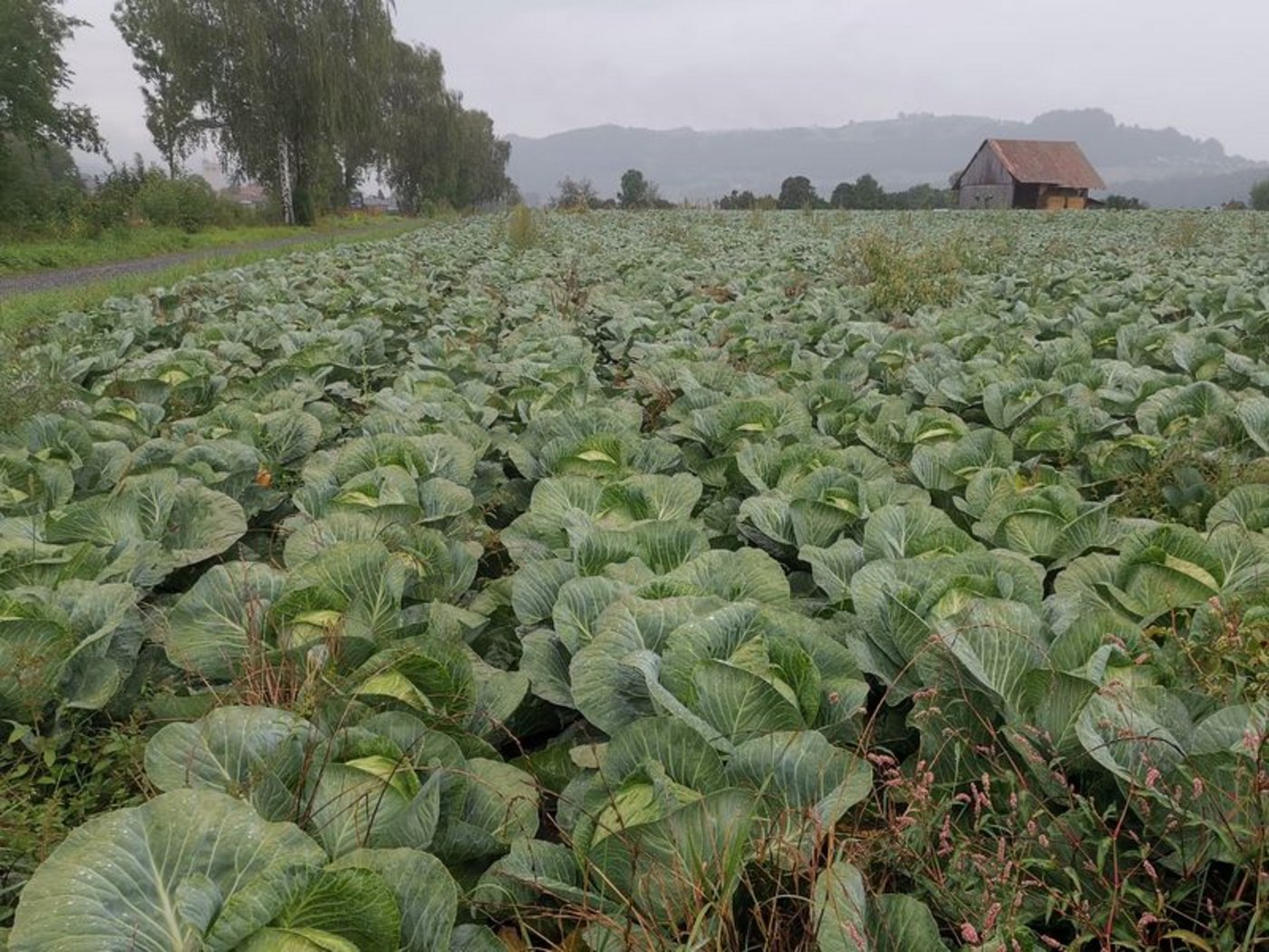 Kabis hat in der Schweiz eine lange Tradition. Während einiger Zeit nahm die Nachfrage ab, seit der Corona-Krise legte sie wieder zu. (Bild mg)