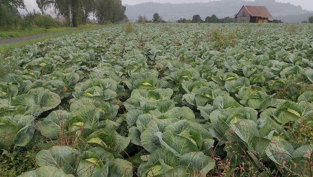 Kabis hat in der Schweiz eine lange Tradition. Während einiger Zeit nahm die Nachfrage ab, seit der Corona-Krise legte sie wieder zu. (Bild mg)