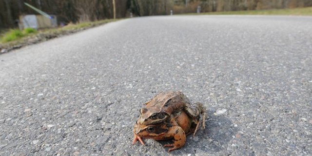 Für die Frösche wird die Strasse von Beringen nach Schaffhausen ab Montagabend jeweils über Nacht gesperrt.  (Bild: Schaffhauser Polizei)