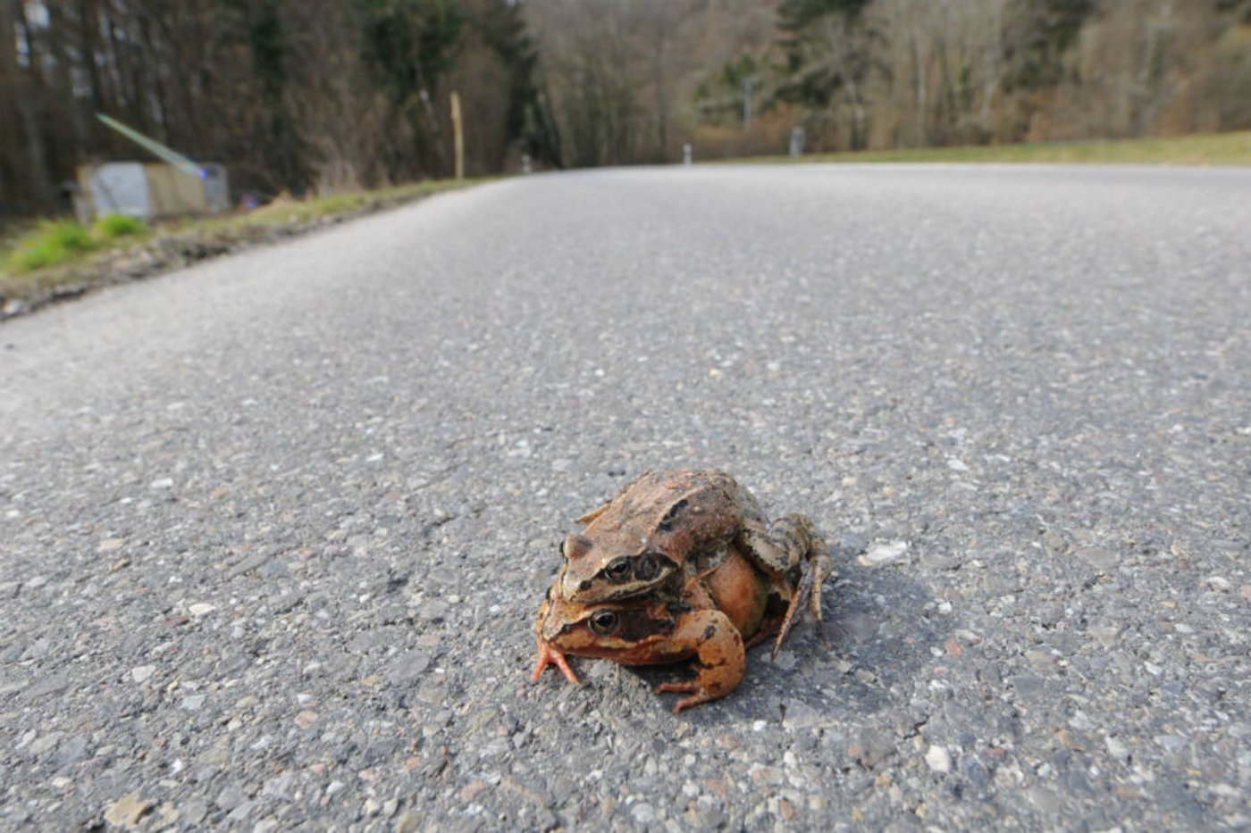 Für die Frösche wird die Strasse von Beringen nach Schaffhausen ab Montagabend jeweils über Nacht gesperrt.  (Bild: Schaffhauser Polizei)