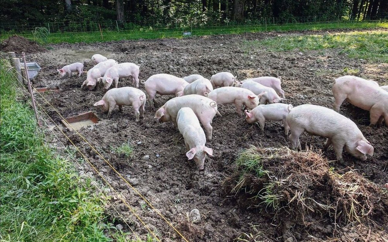 Im Freiland können Schweine ihrem natürlichen Bedürfnis, dem Wühlen, optimal nachkommen.