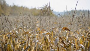 Gelbe Felder mit vertrocknetem Mais schmälern das Futterangebot. Die Landwirte suchen nach Lösungen, kaufen Futter, verkaufen Kühe und beantragen eine Stundung der Kreditrate.
