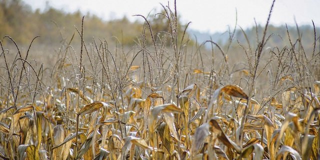Gelbe Felder mit vertrocknetem Mais schmälern das Futterangebot. Die Landwirte suchen nach Lösungen, kaufen Futter, verkaufen Kühe und beantragen eine Stundung der Kreditrate.