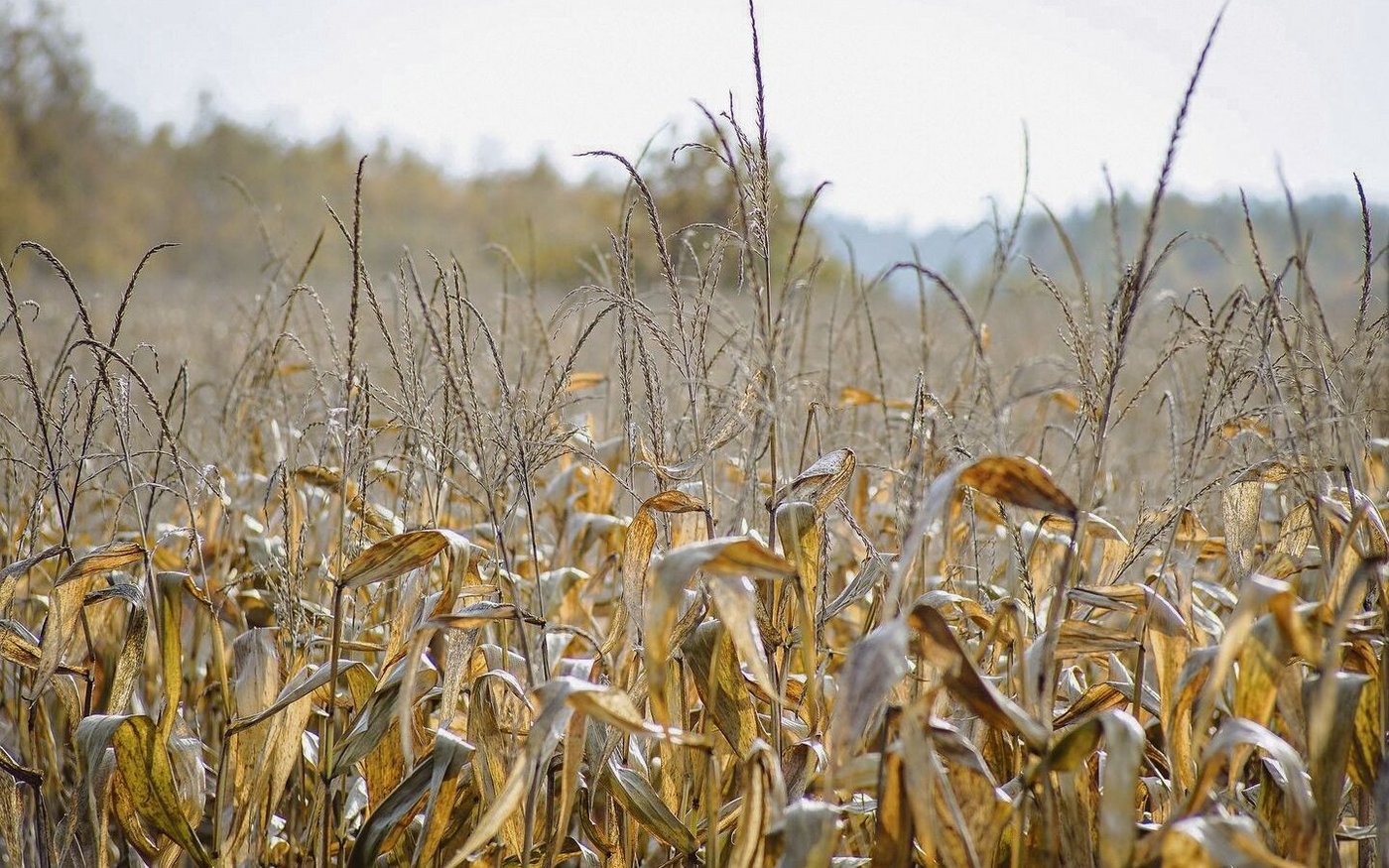 Gelbe Felder mit vertrocknetem Mais schmälern das Futterangebot. Die Landwirte suchen nach Lösungen, kaufen Futter, verkaufen Kühe und beantragen eine Stundung der Kreditrate.
