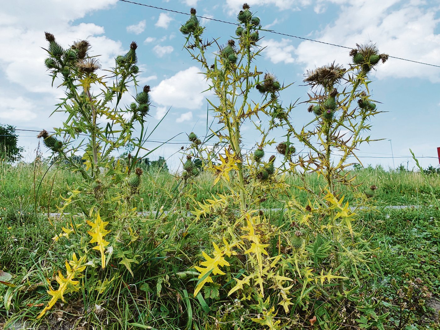 Schon bald zu spät für wirkungsvolle Bekämpfung: Diese Distel in einer extensiven Weide hat schon weitgehend versamt.  (Bild Josef Scherer)