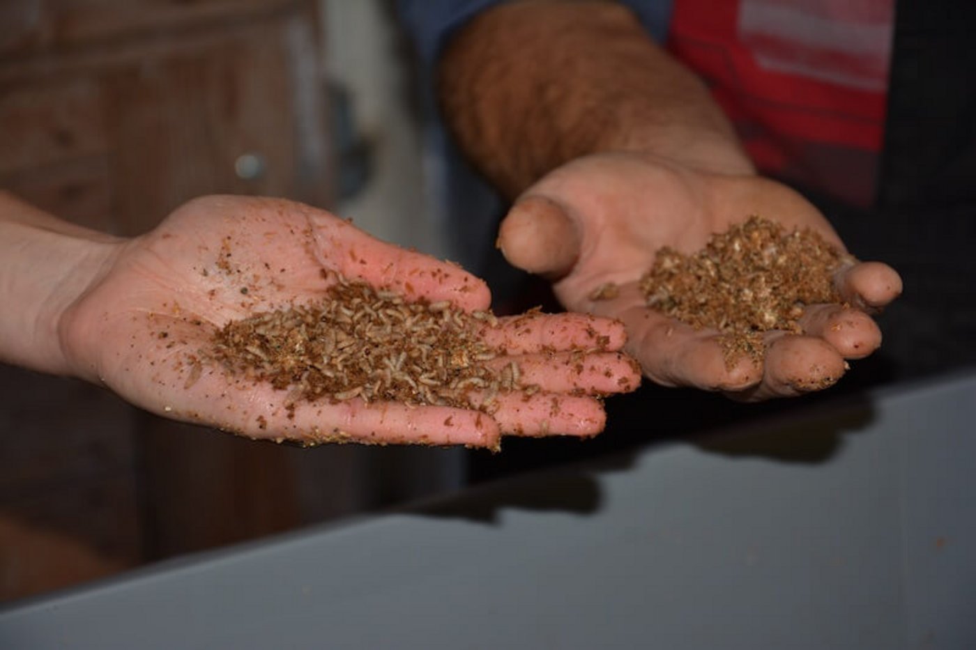 Die Insektenlarven fressen abgeerntetes Pilzsubstrat und erweitern so die Wertschöpfumkskette der Pilzproduzenten. (Bild zVg)