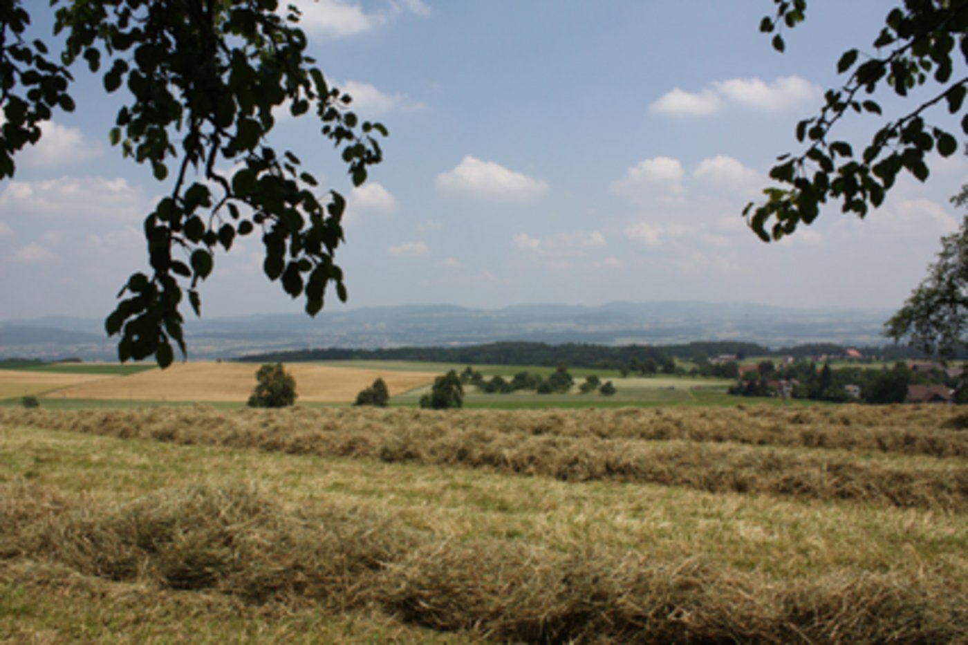 Im Juni konnte endlich mit dem Heuen begonnen werden. (Bild Sabine Küng/landwirtschaft.ch)