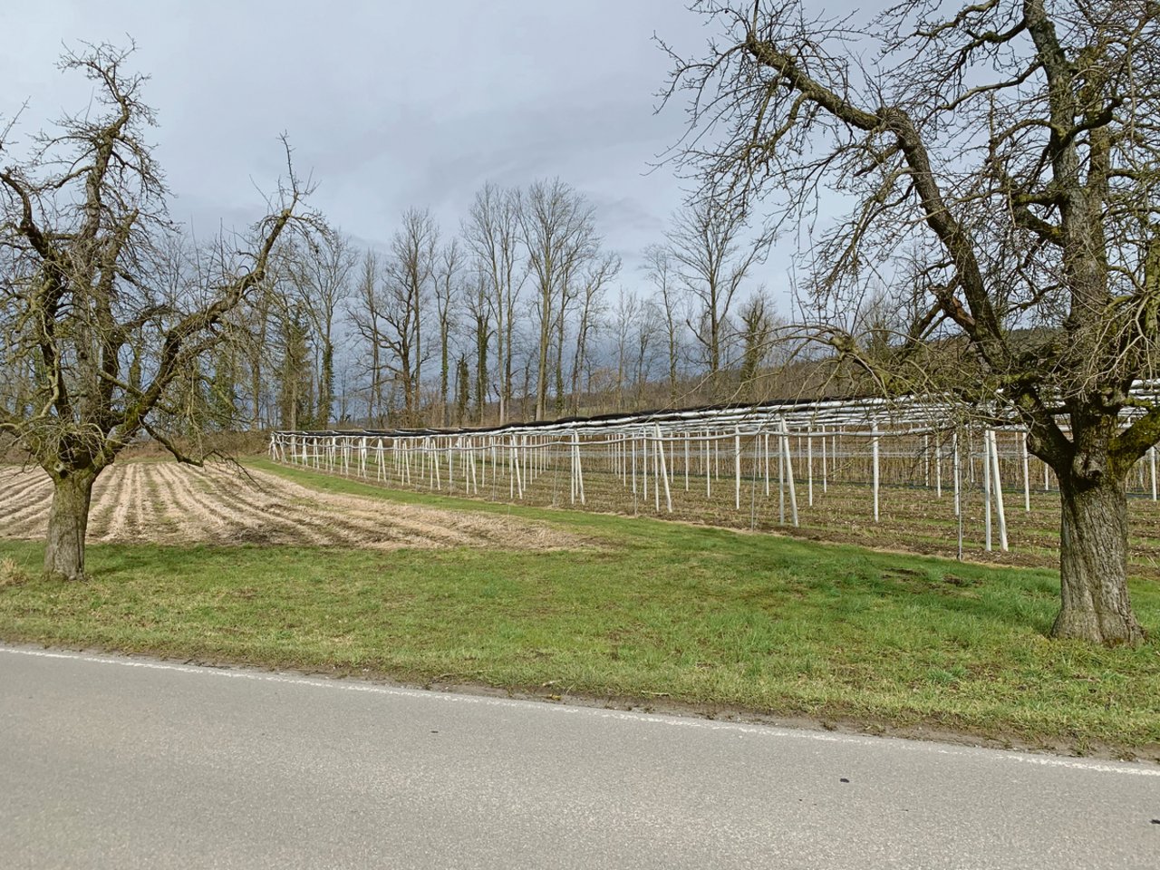 Der Wildtierkorridor führt mitten durch die Obst- und Beerenkulturen des Betriebs Geissmann in Altwis. (Bild js)