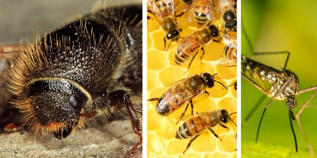 Borkenkäfer und Honibienen haben Mühe mit dem Sommer 2021, während die Nässe Stechmücken oder auch Schaben entgegenkommt. (Bilder Beat Wermelinger / Pixabay)