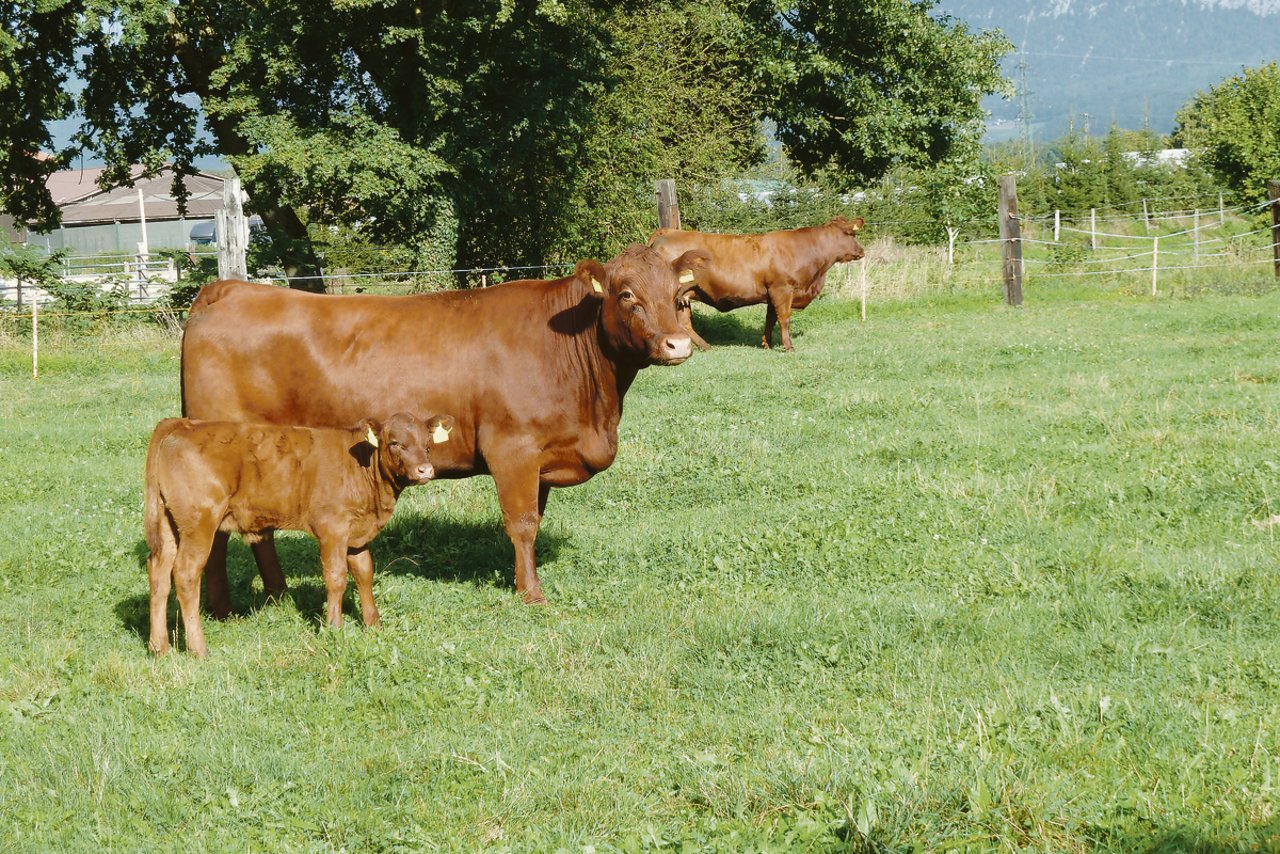 Mit jeder Generation, in der Shorthorn mit Limousin gekreuzt werden, bildet sich das Brustbein weniger stark aus. 