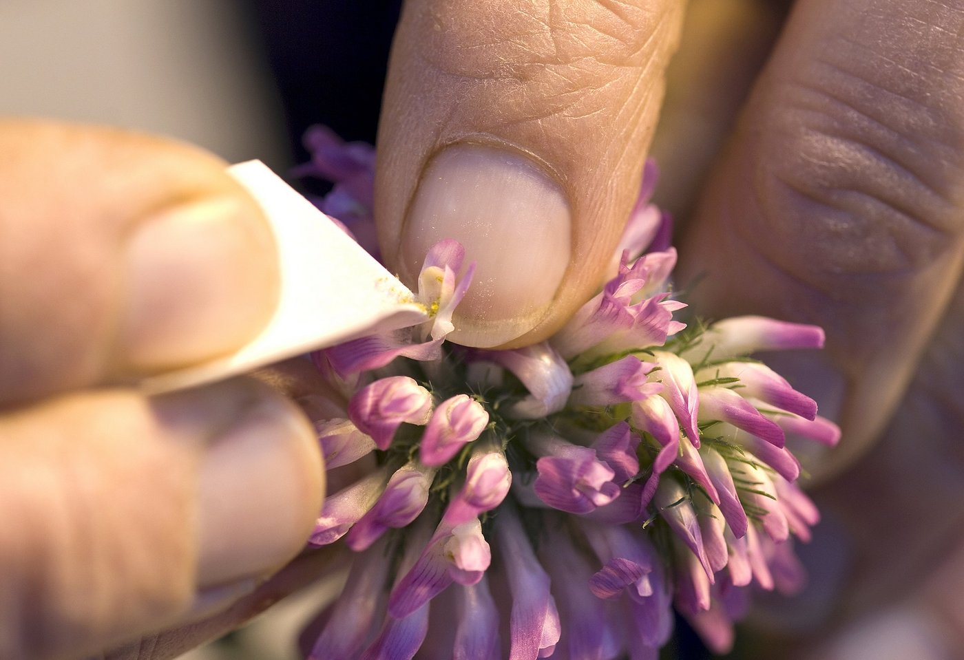 Rund 10 Millionen Franken pro Jahr fliessen in die Pflanzenzüchtung. Für Ackerkulturen werden 200'000 bis 500'000 Franken pro Sorte benötigt, pro Obst- und Rebsorte 1,2 bis 1,7 Millionen Franken. (Bild Agroscope)