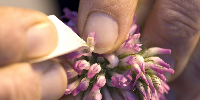 Rund 10 Millionen Franken pro Jahr fliessen in die Pflanzenzüchtung. Für Ackerkulturen werden 200'000 bis 500'000 Franken pro Sorte benötigt, pro Obst- und Rebsorte 1,2 bis 1,7 Millionen Franken. (Bild Agroscope)