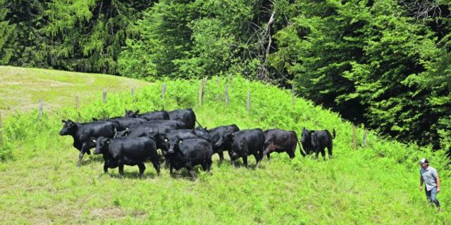 Ueli Schwenk holt eine homogene Gruppe von rund 18-monatigen Rindern von der Weide. Im November werden sie erstmals abkalben. Der Landwirt und Agronom setzt dabei auf australische Genetik mit tiefen Geburtsgewichten und hoher Vitalität. (Blider akr)