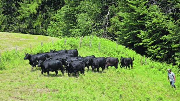 Ueli Schwenk holt eine homogene Gruppe von rund 18-monatigen Rindern von der Weide. Im November werden sie erstmals abkalben. Der Landwirt und Agronom setzt dabei auf australische Genetik mit tiefen Geburtsgewichten und hoher Vitalität. (Blider akr)