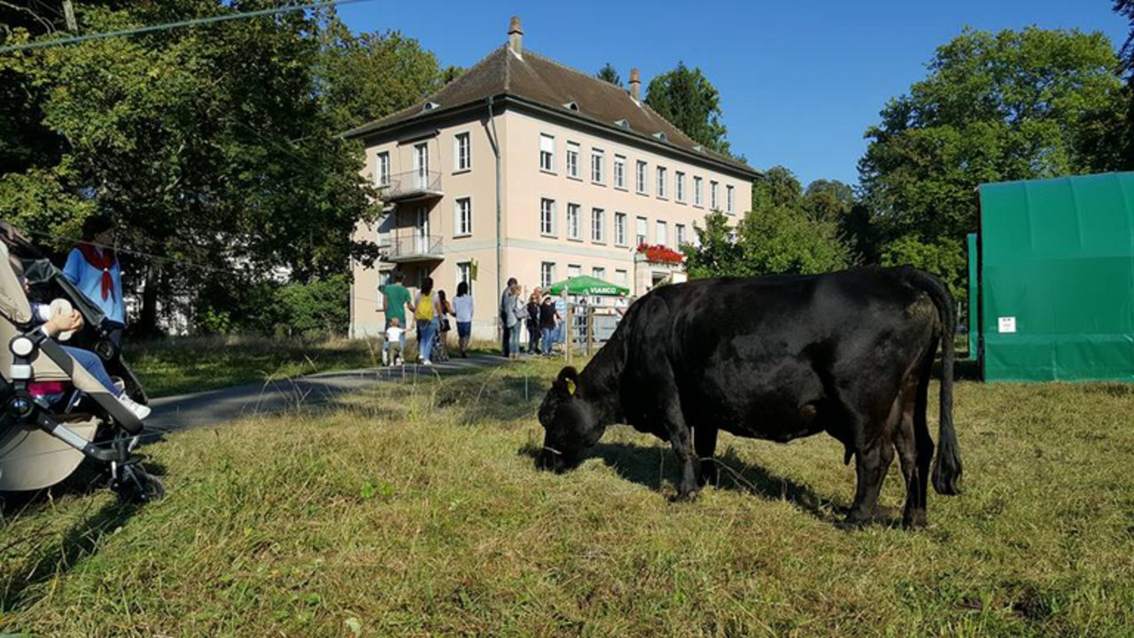 Von Donnerstag bis Sonntag weideten Mutterkühe mitten in Brugg. (Bild zVg)