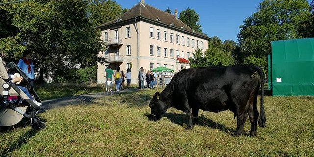 Von Donnerstag bis Sonntag weideten Mutterkühe mitten in Brugg. (Bild zVg)