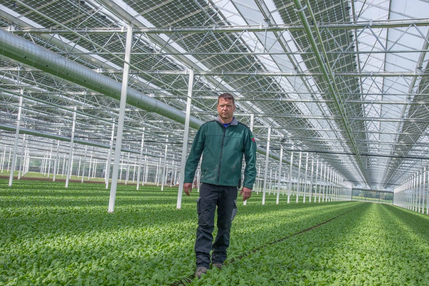 Frédéric Bart ist der erste Gemüseproduzent in der Schweiz, der Solarmodule auf seinem Gewächshaus verwendet. (Bilder David Eppenberger)