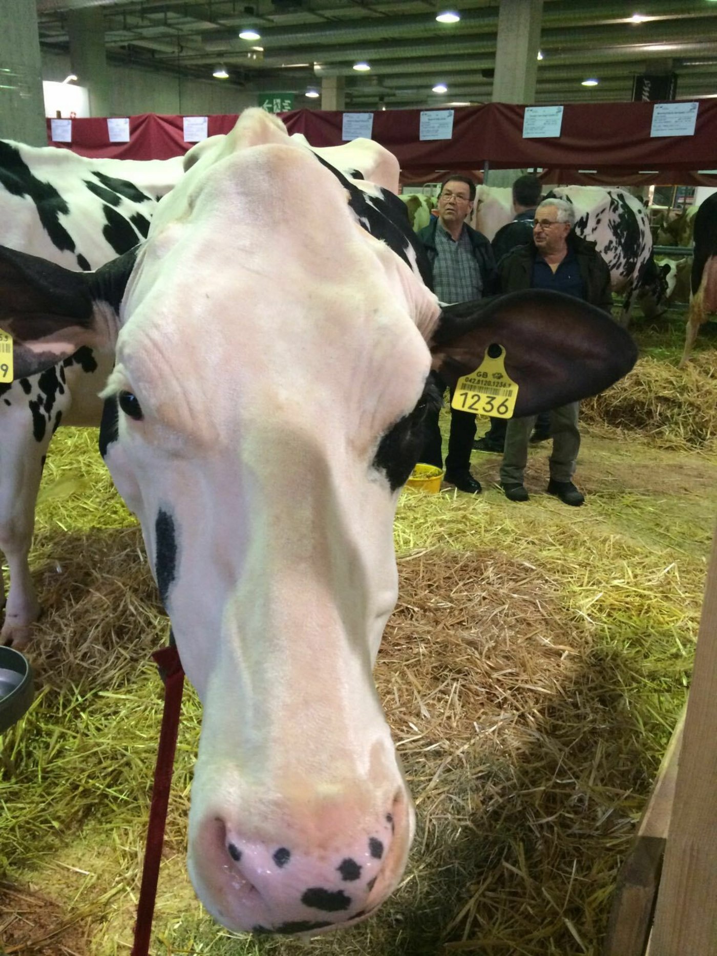 Kurz geschorene Holstein-Diva unter Beobachtung. 