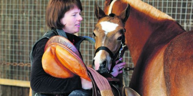 An der Verkaufsschau in Sumiswald sind auch immer Zuchtstuten dabei. Diese sind mehrheitlich sehr gefragt. (Bild Simone Barth)