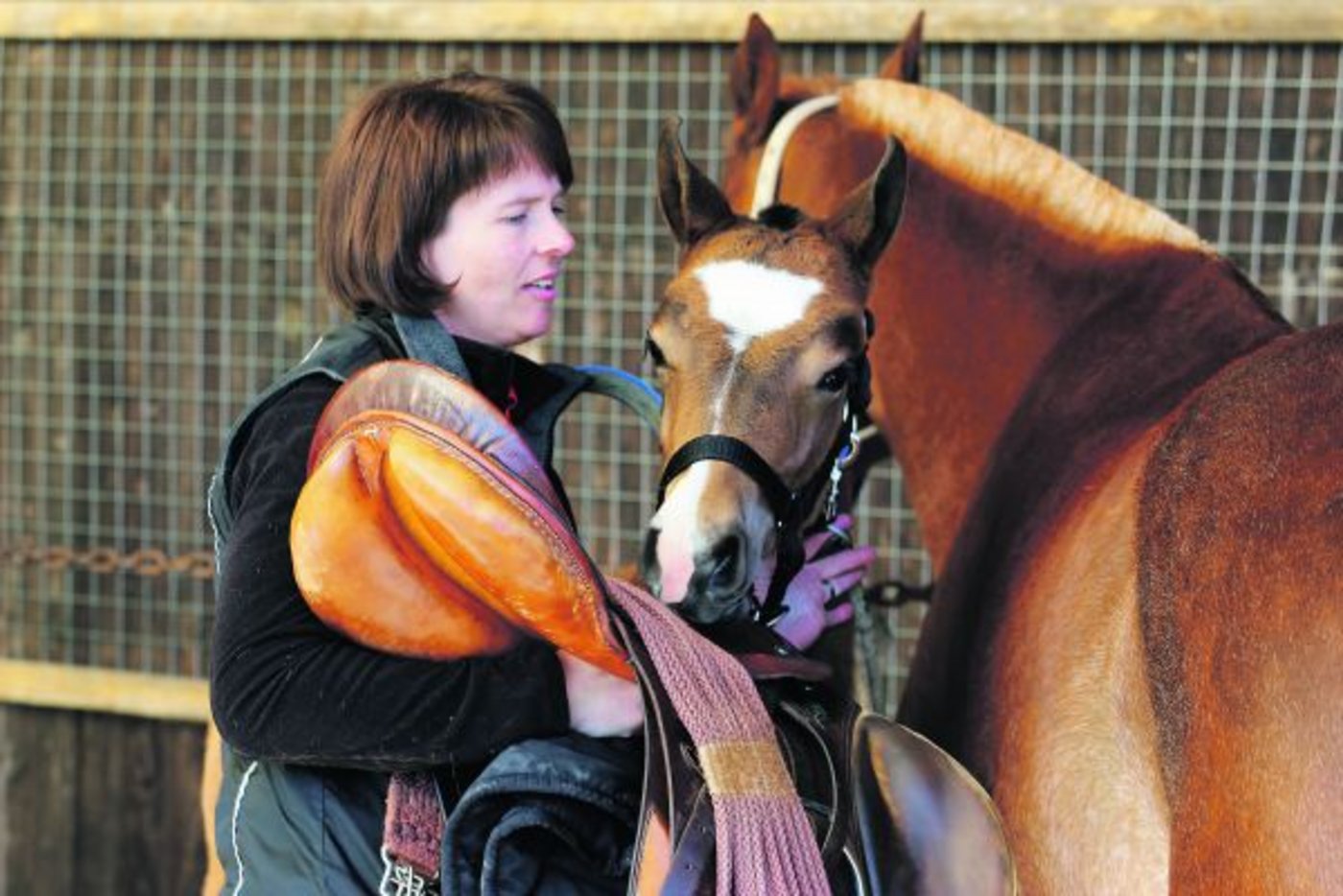 An der Verkaufsschau in Sumiswald sind auch immer Zuchtstuten dabei. Diese sind mehrheitlich sehr gefragt. (Bild Simone Barth)