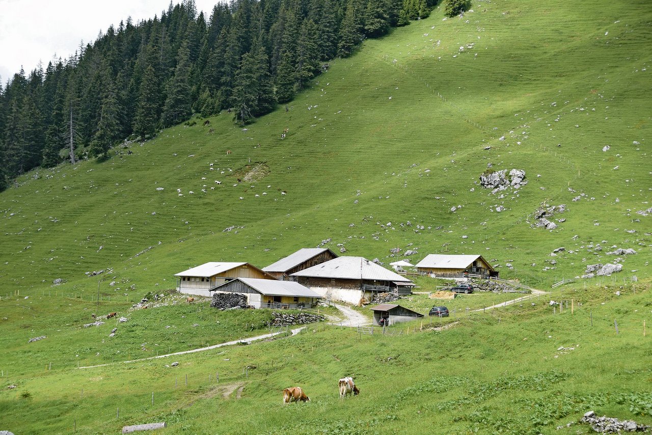 Die Alp Grenchenberg im Gurnigelgebiet ist schön gelegen und bietet Platz für über 200 Tiere.