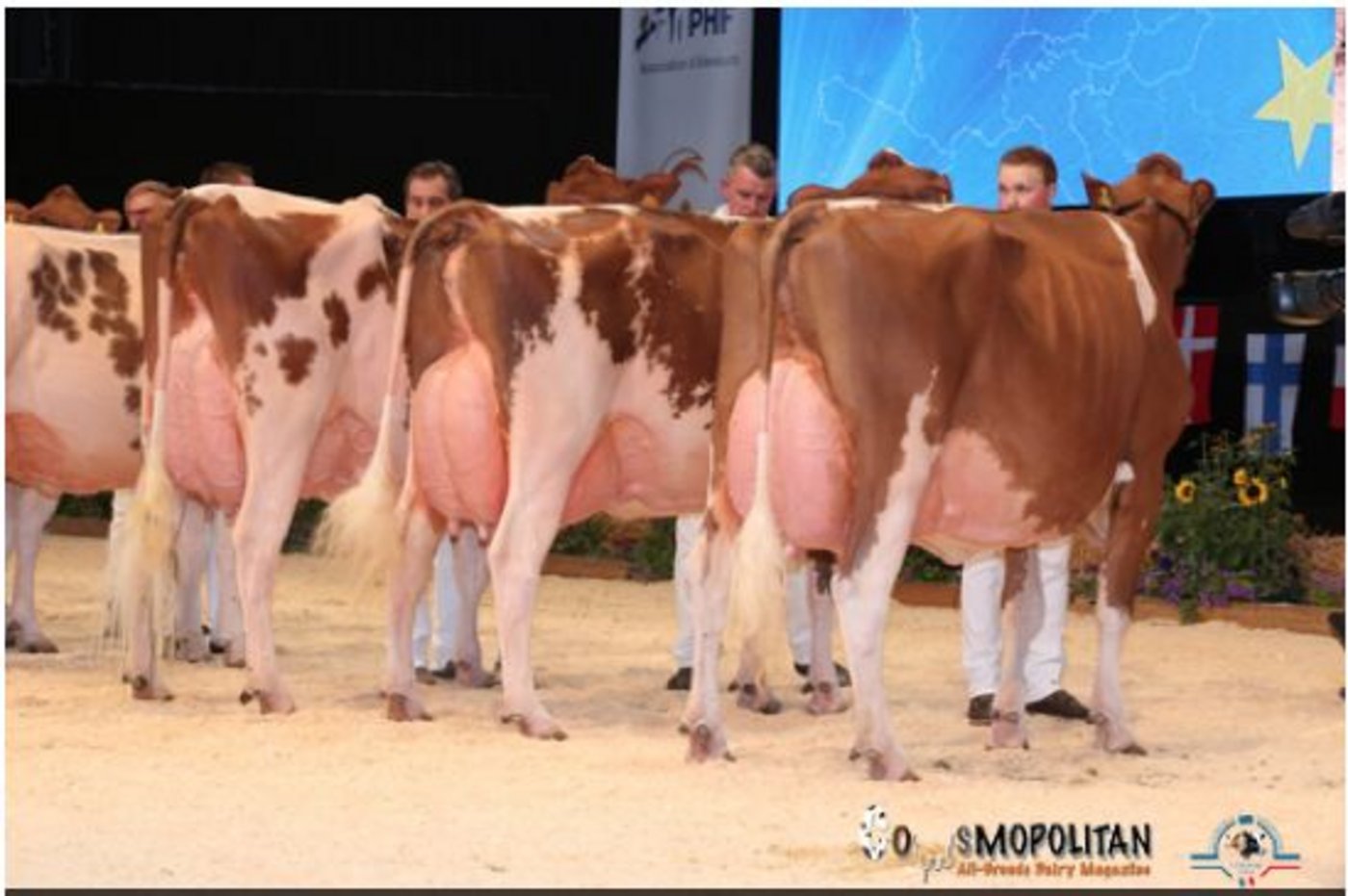 Die Siegerin in der Kat. 3: Les Ponts Diploma Galante, Claude Dumas, Vaulruz (CH).  (Bild Cowsmopolitan)