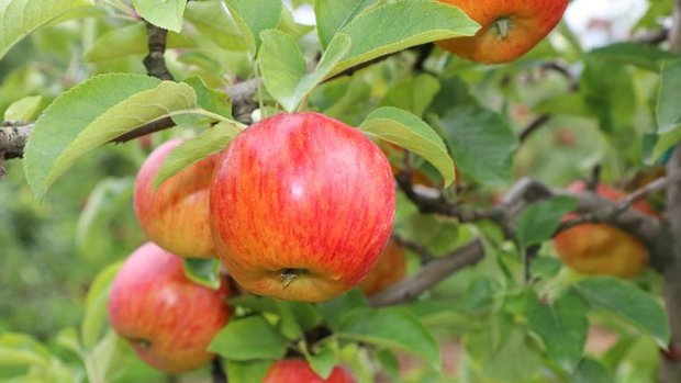 Apfel