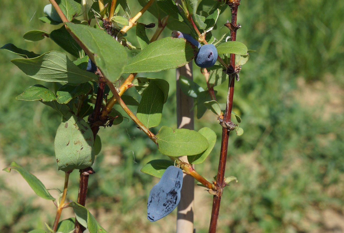 Die Haskap sind gross, blau und länglich. (Martin Brunner)