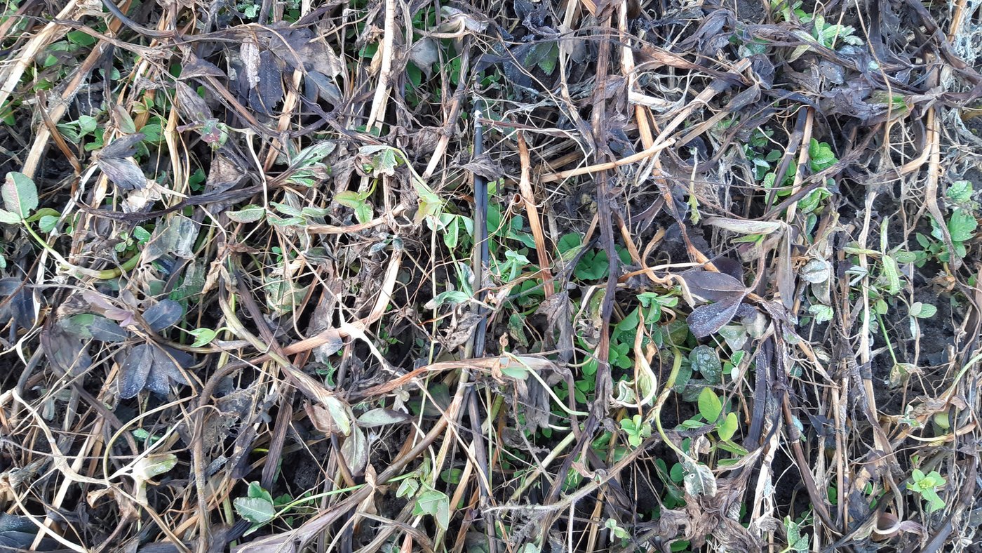 Die Mischung machts: unter den niedergeknickten, braunen Senfpflanzen wächst ein Klee, der den Boden düngt.