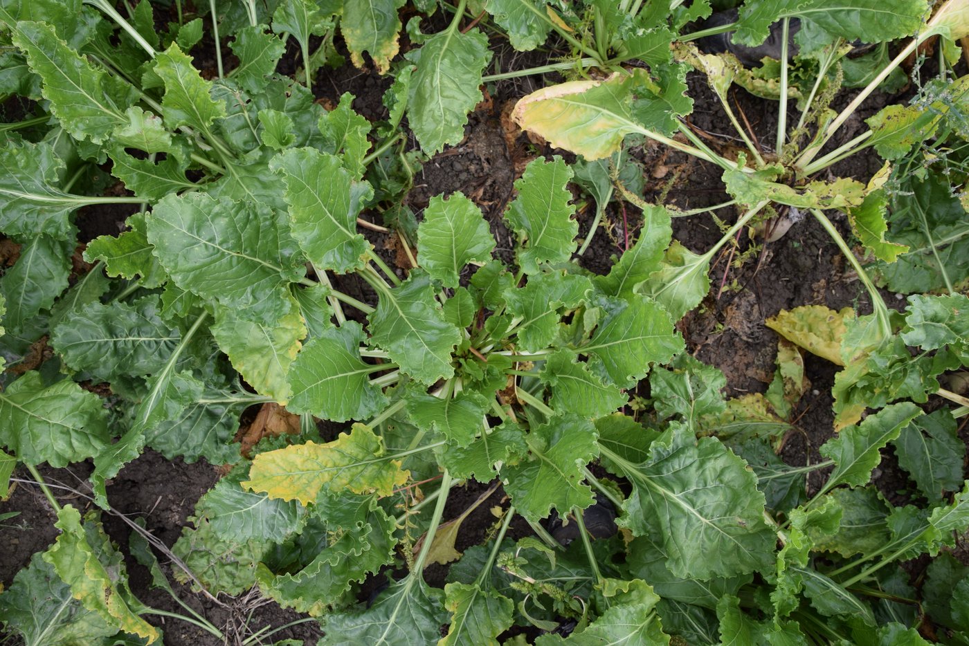 Auch der Endabstand und Halbendabstand wurde unter den Praktikern am Flurgang diskutiert. Die Reihenschliessung ist im Bio besonders wichtig. (Bild BauernZeitung/Sera J. Hostettler)