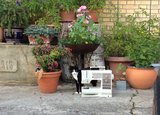 Die Katze von Anita Büchi-Obrecht posiert mit ihrer Nähmaschine. (Bild Anita Büchi-Obrecht) 
