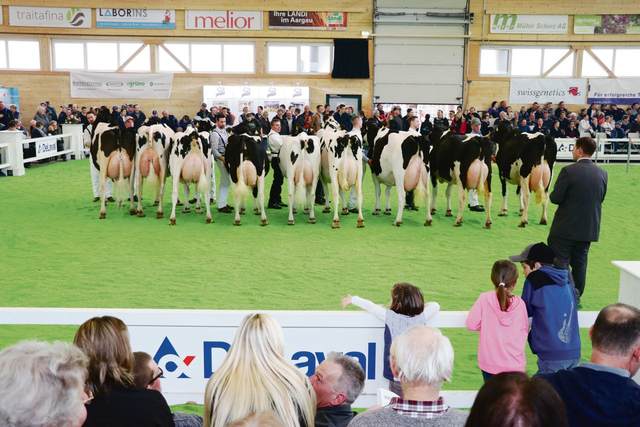 An der Aargauer Eliteschau sind die Holstein jeweils ein sicherer Wert. Für die Ausstellung diesen Sonntag sind sogar noch mehr schwarze Kühe angemeldet als im Vorjahr.(Archivbild rae)