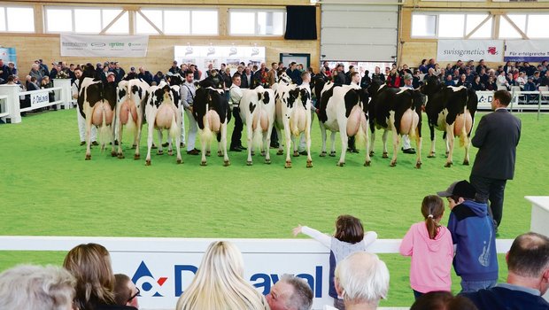 An der Aargauer Eliteschau sind die Holstein jeweils ein sicherer Wert. Für die Ausstellung diesen Sonntag sind sogar noch mehr schwarze Kühe angemeldet als im Vorjahr.(Archivbild rae)