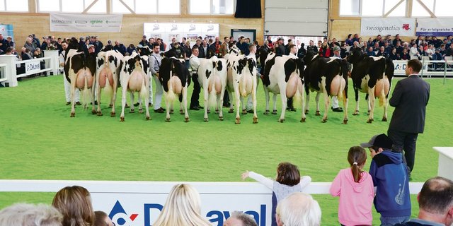 An der Aargauer Eliteschau sind die Holstein jeweils ein sicherer Wert. Für die Ausstellung diesen Sonntag sind sogar noch mehr schwarze Kühe angemeldet als im Vorjahr.(Archivbild rae)