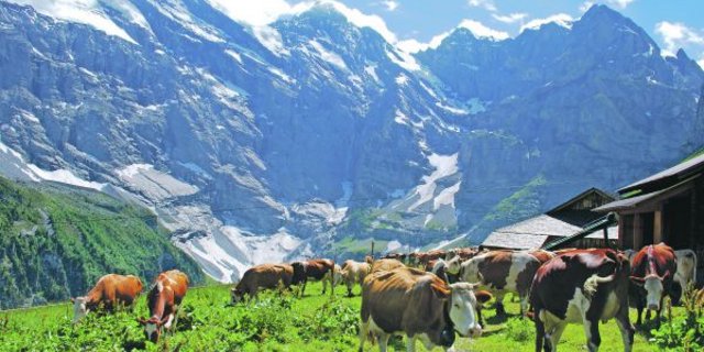 Eine robuste, starke Kuh mit guten Fitnesswerten, welche sowohl im Berg- und Talgebiet zu Hause ist, wird in Zukunft immer gefragter sein. (Bild Peter Fankhauser)