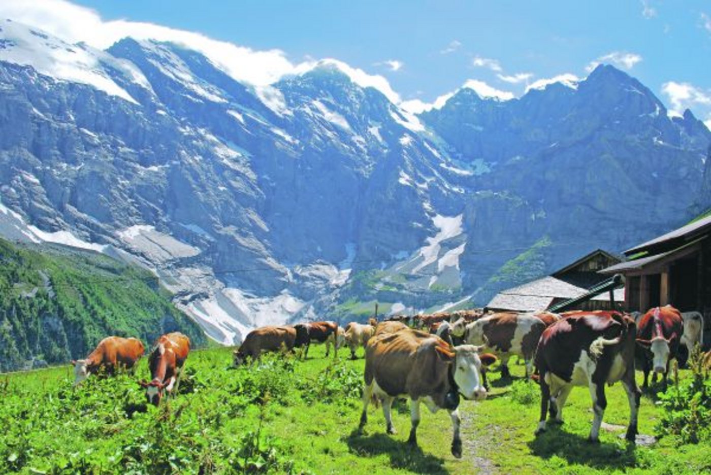Eine robuste, starke Kuh mit guten Fitnesswerten, welche sowohl im Berg- und Talgebiet zu Hause ist, wird in Zukunft immer gefragter sein. (Bild Peter Fankhauser)