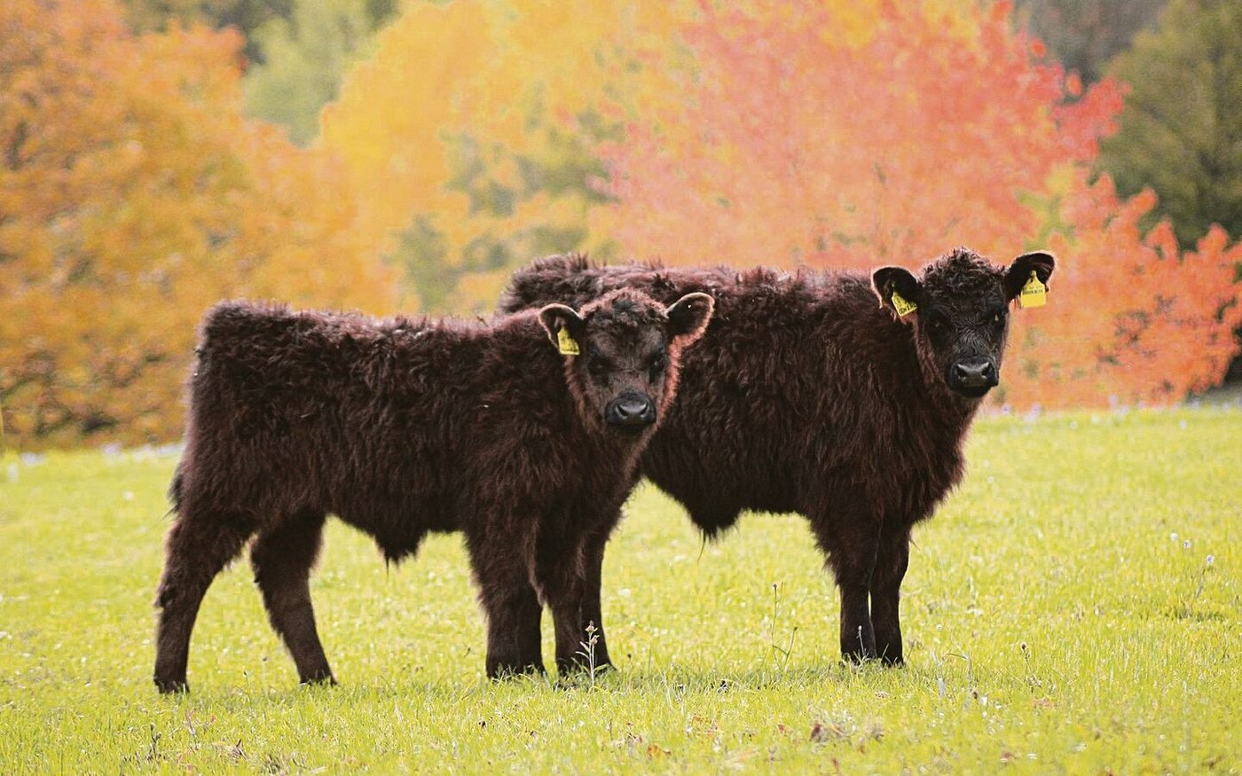 Zwei Galloway-Rinder vor dem Herbstlaub. Die Extensivrasse kam vor fünfzig Jahren nach Deutschland. Diese Woche fand in der Schweiz ein Weltkongress der Rasse statt.