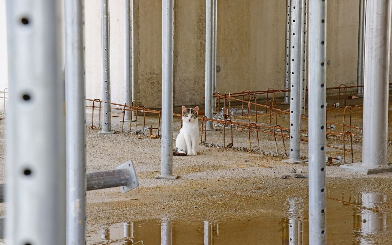 Wo jetzt die Katze sitzt, werden demnächst Kühe stehen: Dieser Milchviehstall wird erweitert. Für solche Bauprojekte bedeutet das RPG II keine Einschränkung, denn die Landwirtschaft ist vom Ziel einer stabilen versiegelten Fläche ausserhalb der Bauzonen ausgenommen.