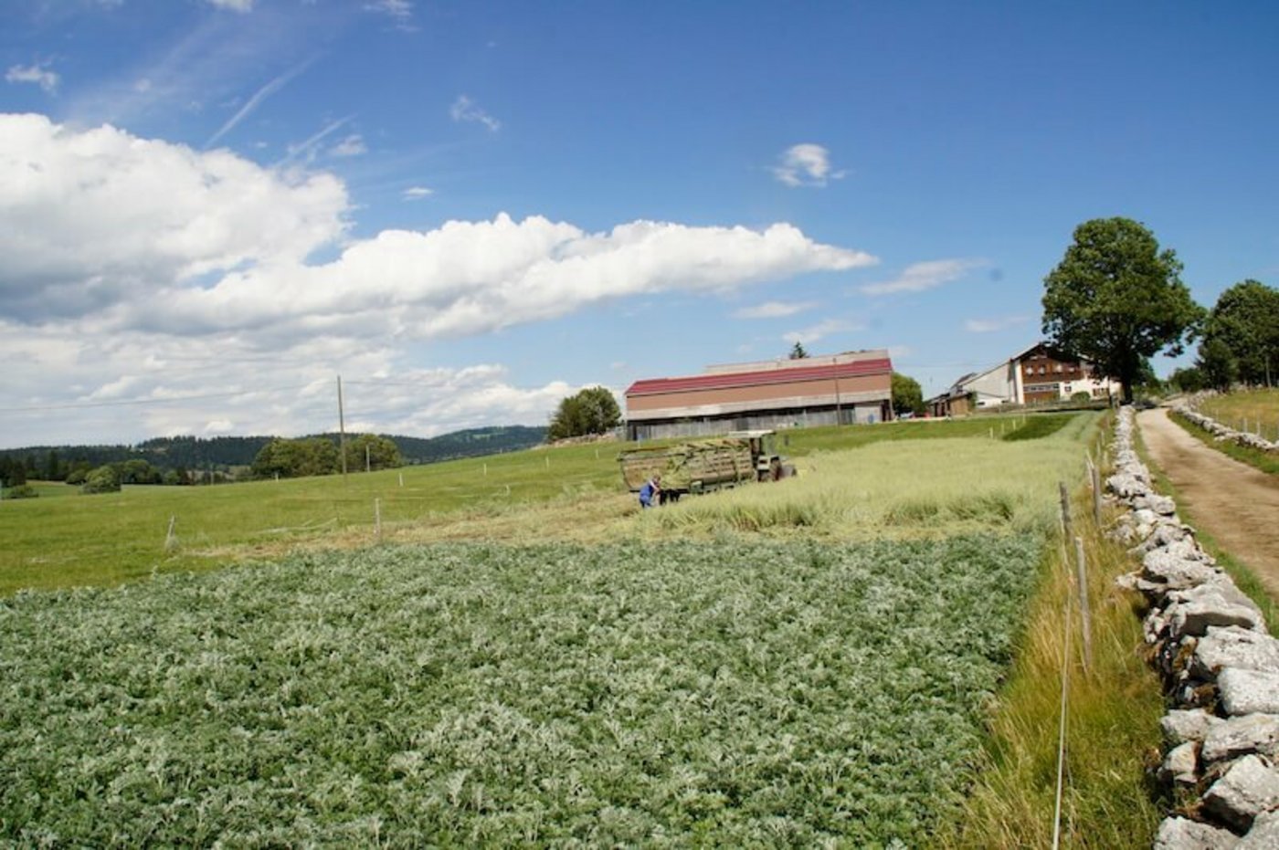 Alle drei Wermutsorten sind direkt hinter dem Hof zu finden. (Bild lid)