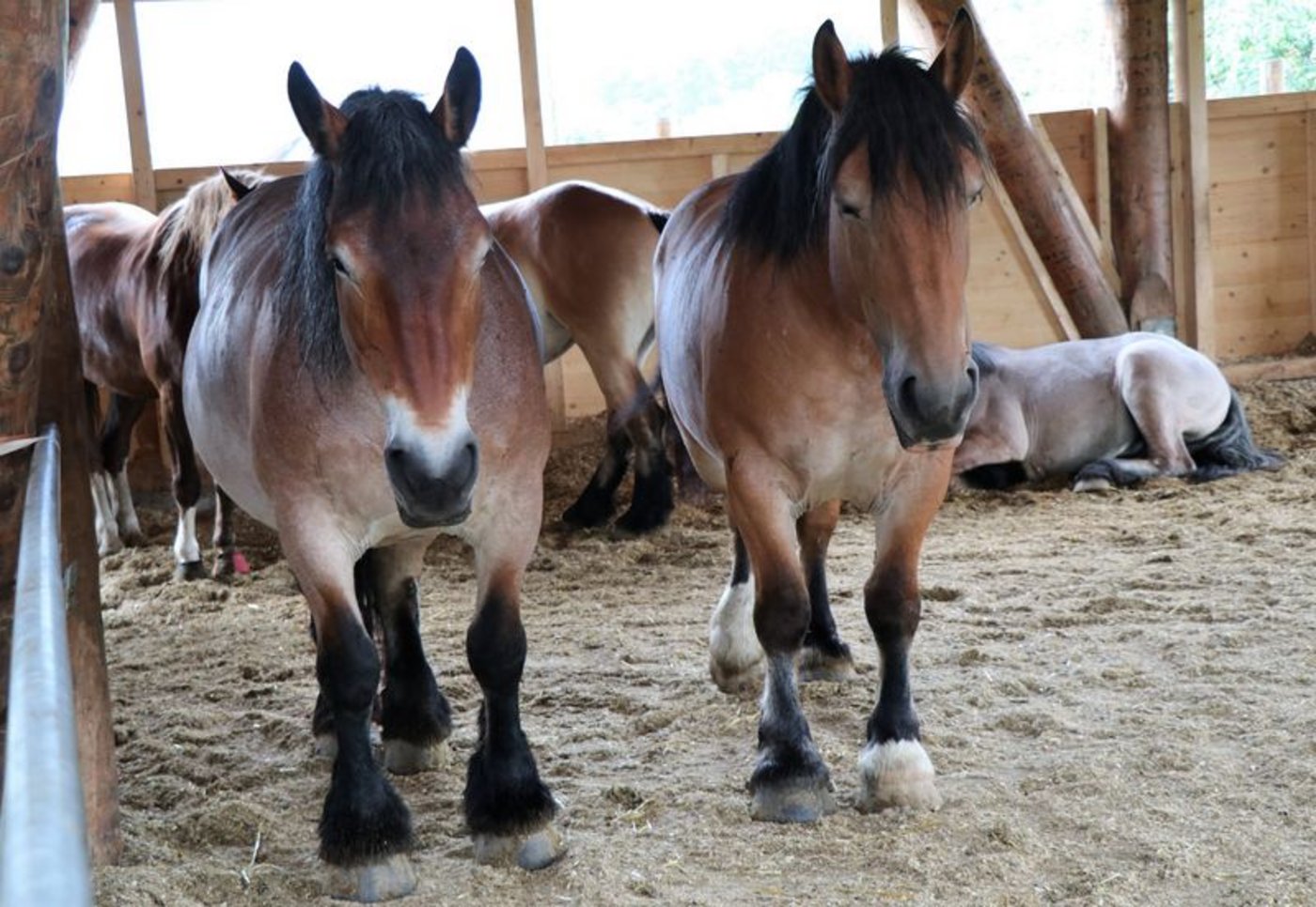 Die schweren Ardenner bewegen sich gerne - faulenzen aber auch gerne mal im Stall. (Bild as) 