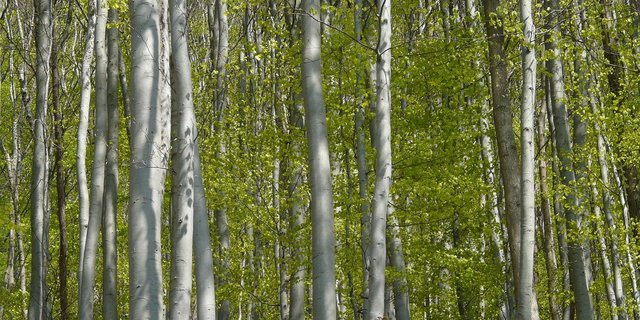 Wenn beim Bauen hohe Anforderungen an Schlankheit, Belastbarkeit und Ästhetik gestellt werden, soll Laubholz das Material der Wahl sein. (Bild Pixabay)