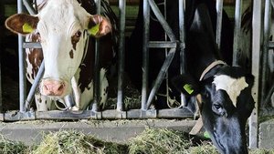 Das Blauzungenvirus Das Blauzungenvirus hat die Schweiz im Griff. Was, wenn die Maul- und Klauenseuche unser Land erreicht? Was hiesse das für unsere Nutztiere?