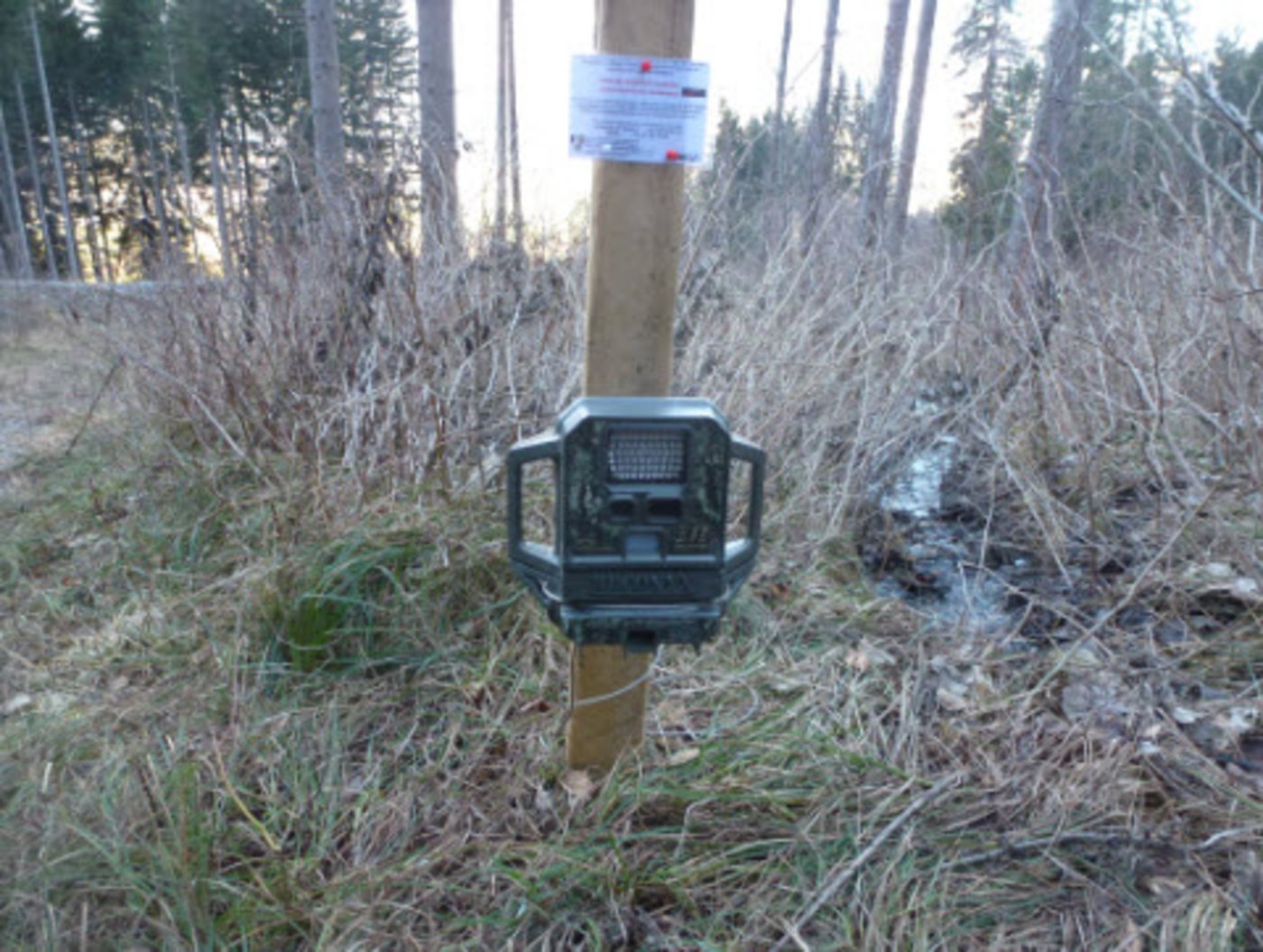 Fotofallen werden die Wölfe überwacht. Die Kameras sind beschriftet, Fotos von Personen werden gelöscht. (Bilder: Bündner Staatskanzlei)