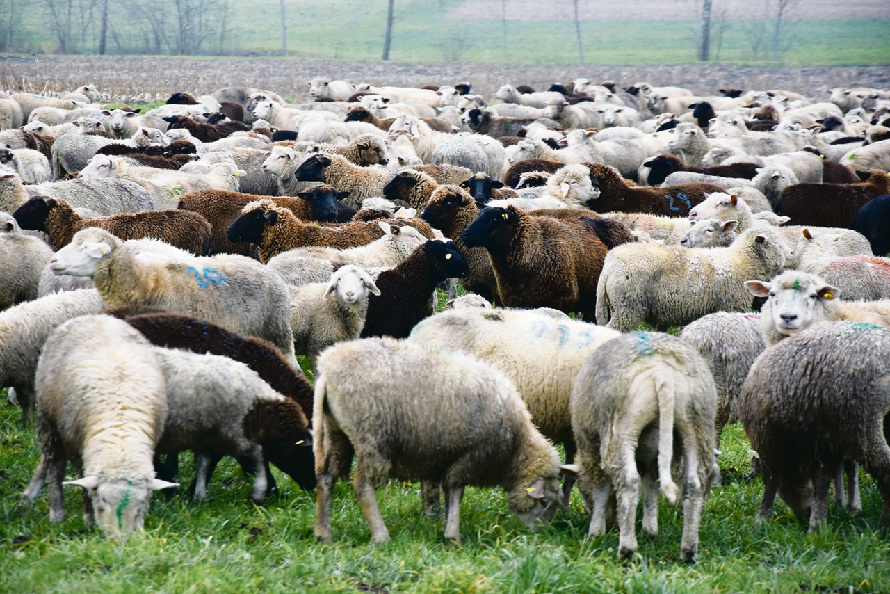 Franco Vitalis Herde umfasst 700 Schafe. Diese grasten Ende Dezember friedlich in der Nähe von Gossau.