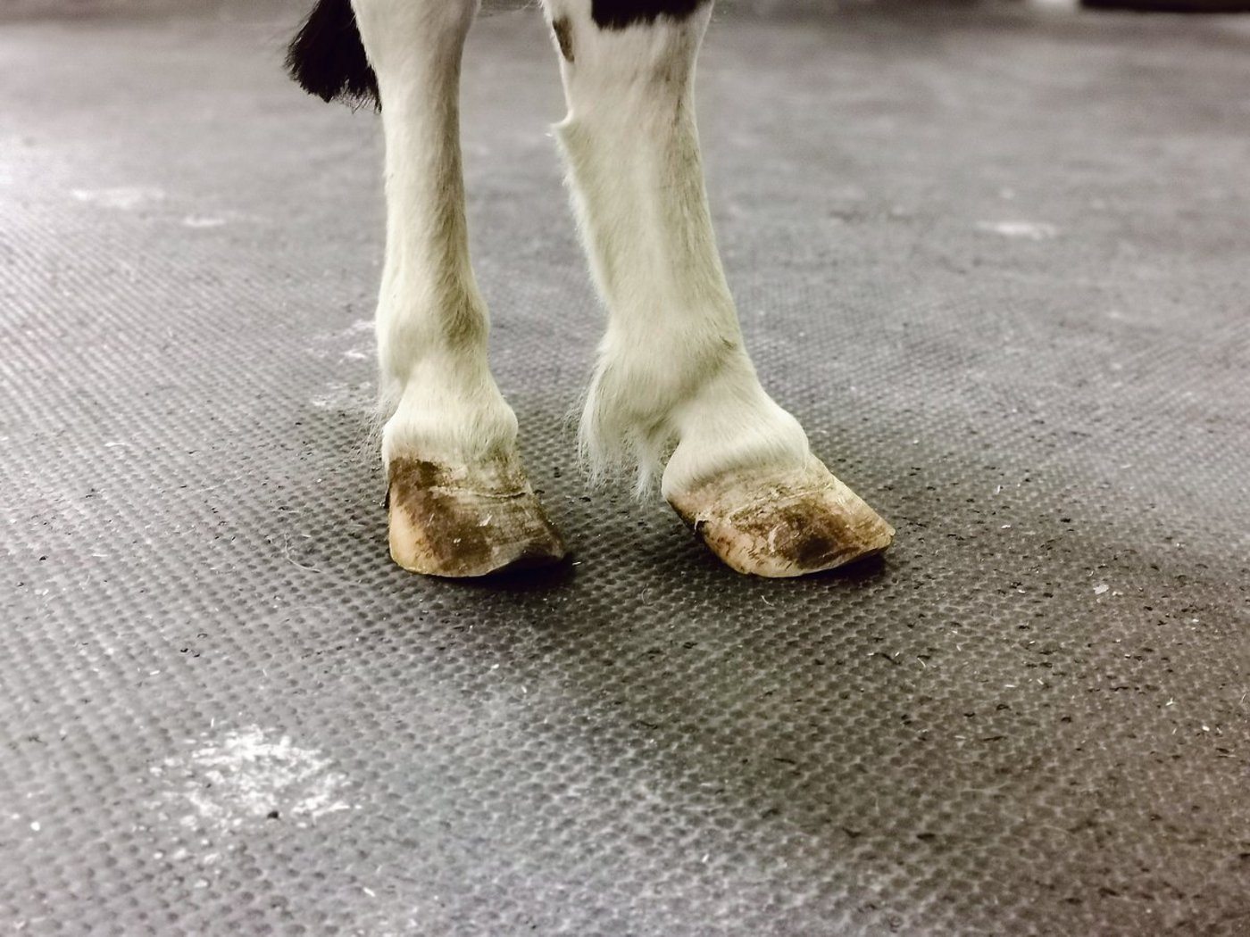 Bei Lucky sind alle vier Hufe chronisch betroffen. Hier die Hinterhufe vor dem Ausschneiden. Die Ringe sind gut sichtbar.