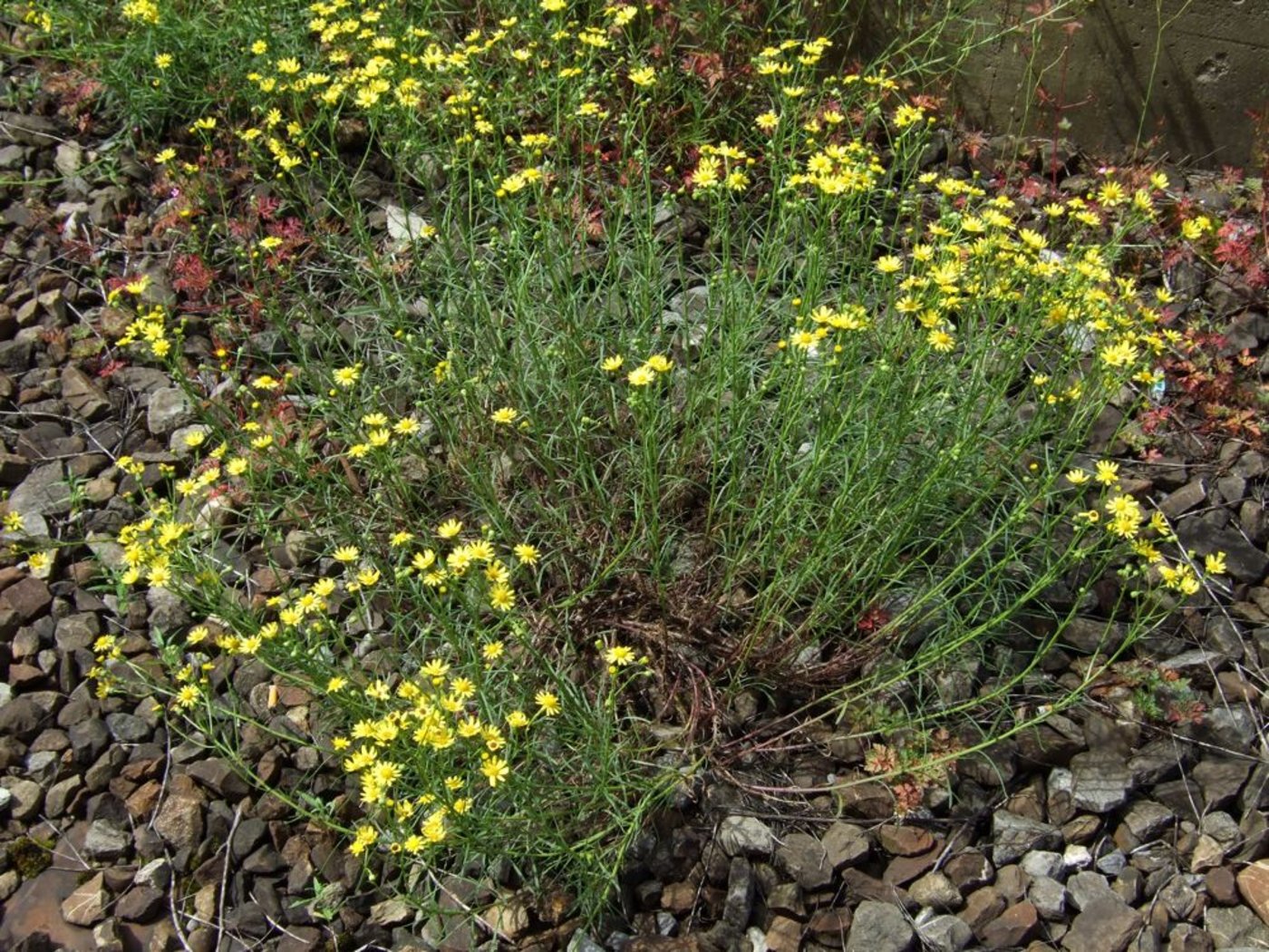 Das schmalblättrige Greiskraut hat Blätter wie Rosmarin und Blüten wie gelbe Margeriten. (BIld: zVg)