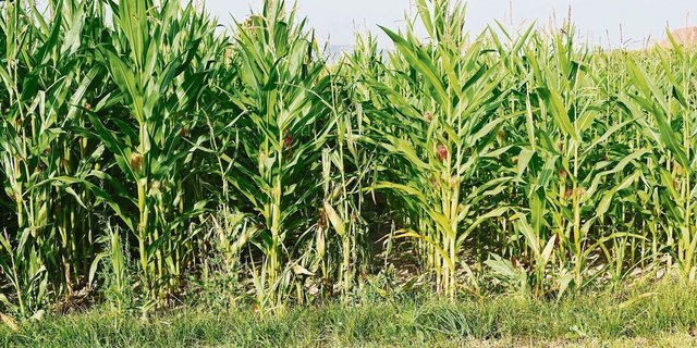 Unmittelbar nach dem Unwetter Ende Juni wurde auf dieser Maisparzelle zwischen den Reihen nachgesät.