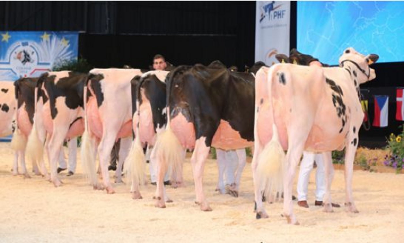 Die Siegerin in der Kat. 4: Capj Uno Irana, Gaec Cabon (Frankreich).  (Bild Cowsmopolitan)