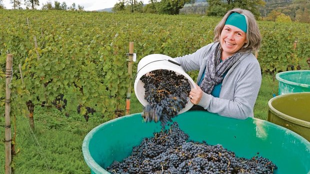 Schon als Kind half Schon als Kind half Judith Schödler auf dem elterlichen Rebberg in Villigen, heute ist sie die Chefin. Das Traubenlesen ist ein Höhepunkt im Jahr, aber nur ein Teil des Weingeschäfts.